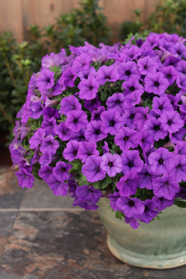 WHADE Vista Indigo Petunia Seed(70 per packet)