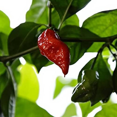 Qualtivate RES-3A Jigsaw Pepper Chilli Seed(300 per packet)