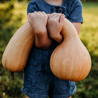 Biosnyg All Season Pennsylvania Dutch Crookneck Squash Vegetable Seeds - (100 Seeds) Seed(10 per packet)