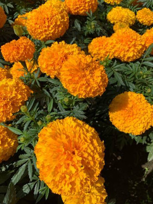 Urancia marigold/gende ka phool flower seeds Seed(50 per packet)