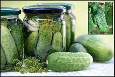 CYBEXIS PUAS-9 - Boston Pickling Cucumber - (1350 Seeds) Seed(1350 per packet)