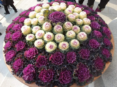 WILLVINE GBPUT -I Flowering Kale Large Leaf Mix Ornamental Cabbage [5g] Seed(1500 per packet)