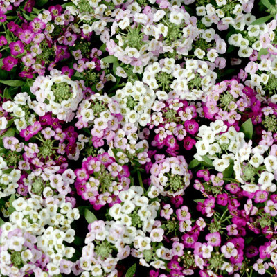 Lorvox Exotic sweet allysum Seed(65 per packet)