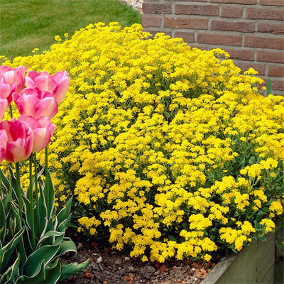 Qualtivate GBPT-4A Yellow Creeping Thyme Seeds Seed(50 per packet)