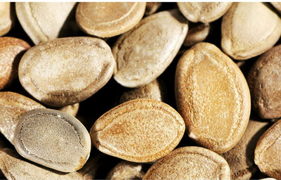 CYBEXIS F1 Sponge Gourde Seeds800 Seeds Seed(800 per packet)