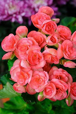 Qualtivate GBPUT-129 Begonia Mixed Color Imporetd Flower Seeds Seed(25 per packet)