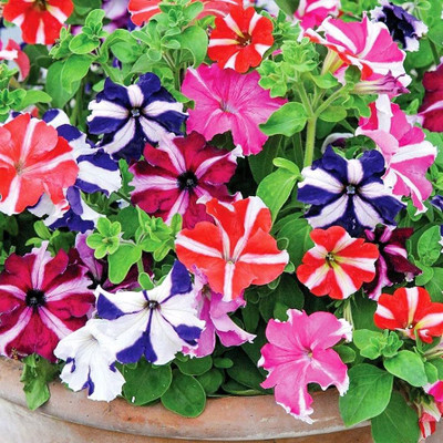 EcoFusion double petunia flower seeds Seed(11 per packet)