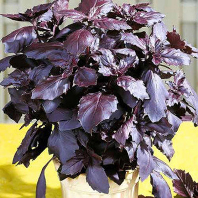 ONUS Seeds Herb Basil Red Ruby Rare Natural Seed(250 per packet)