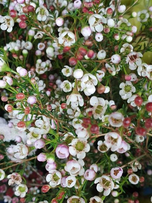 Palak capsicum gypsophila flower Seed(200 per packet)