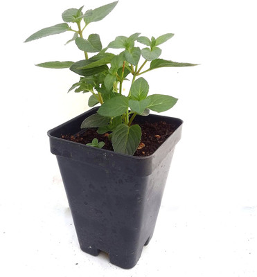 CYBEXIS LX-81 - Chocolate Mint - (450 Seeds) Seed(450 per packet)