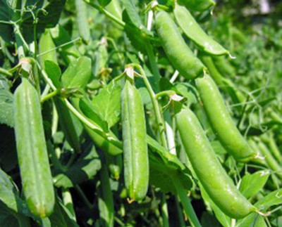 VibeX ® XLR-570 Pea Seed, Thomas Laxton Seed(50 per packet)