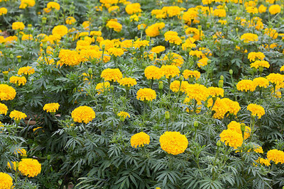 SHASHWAT CREATION marigold,gende ka phool seeds Seed(21 per packet)