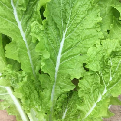 WILLVINE VNR -IX Tokyo Bekana Mustard Chinese Cabbage [1g] Seed(300 per packet)