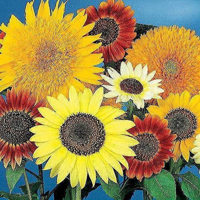 VibeX VVI-21 - Van Gogh Mix Sunflower - (1350 Seeds) Seed(1350 per packet)
