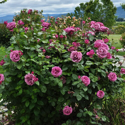 Qualtivate VXI-550 Hybrid Rose Seeds Seed(50 per packet)