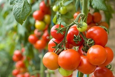 KNESSiN Tall Cherry Tomato Pokusa Seeds - Lycopersicon lycopersicum Seed(200 per packet)