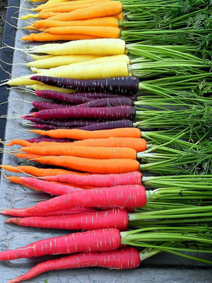 CYBEXIS ATS-67 - Colorful Blend of Exotic Colored Carrots - (2250 Seeds) Seed(2250 per packet)