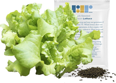 Qualtivate HUA-8A Black Seeded Simpson Lettuce Seeds Seed(300 per packet)