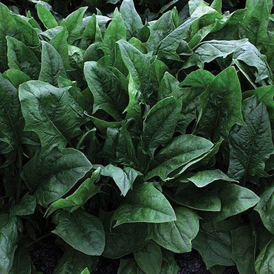 CYBEXIS XLR-74 - Imperial Star Hybrid Spinach - (2250 Seeds) Seed(2250 per packet)