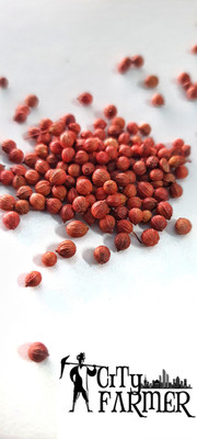 the green dotcom CORIANDER SEED pack of 500 Seed(111 per packet)