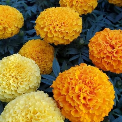 Aywal Marigold French Flower Seed(3 per packet)