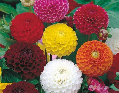 CYBEXIS DAHLIA POMPON MIXED SEEDS-50 Seeds Seed(50 per packet)