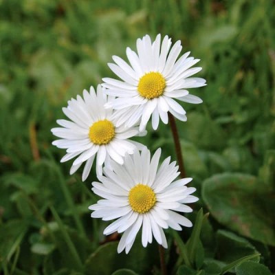 VibeX English Daisy Flower Plant Seeds For Planting (120 Seeds) Seed(120 per packet)