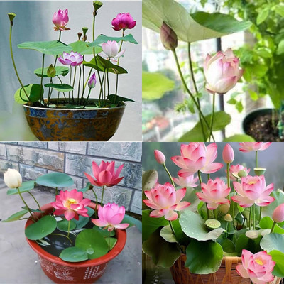 ibains Japanese lotus seeds variety color bij 13 Seed(13 per packet)