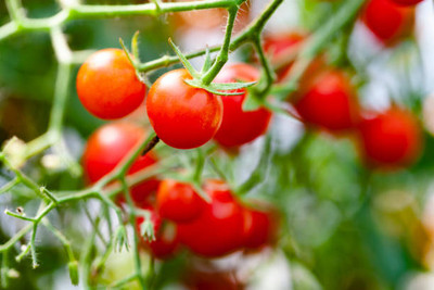 ONUS tomato Seed(90 per packet)