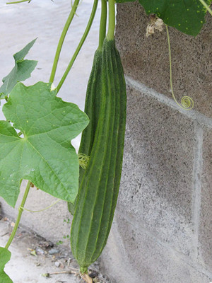 CHILLATAI Dodka | Gilki | Ridge Gourd Seeds | Janhi Seed(40 per packet)