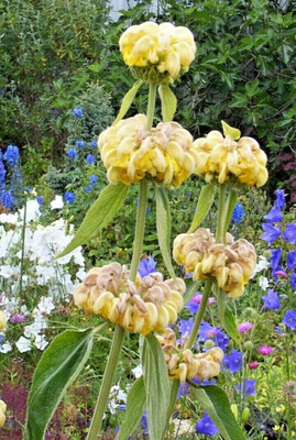 Qualtivate PUA-9A JERUSALUEM SAGE Seeds Seed(100 per packet)