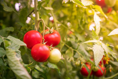 Param tomato Seed(95 per packet)
