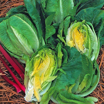 CYBEXIS Seeds of Lettuce Little Gem Cos1000 Seeds Seed(1000 per packet)