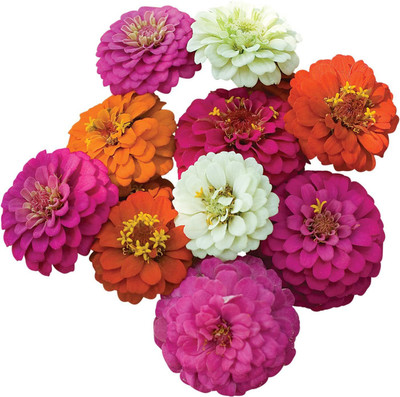 WILLVINE GBPUT-46 Candy Cane Zinnia Seeds Seed(25 per packet)
