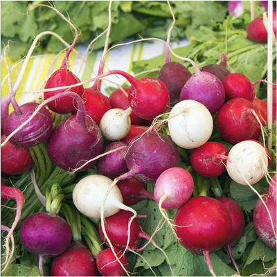 WILLVINE PUAS-335 Easter Egg Radish Seeds Seed(500 per packet)