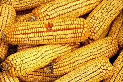 WILLVINE SCI -X Corn Dent Reids Yellow-[100g] Seed(400 per packet)