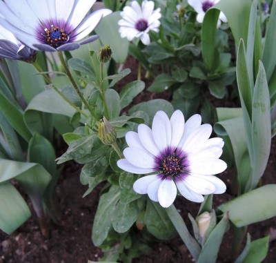 Lorvox Dimorphoteca, White African Daisy, Cape Marigold, Cape Daisy, Rain Daisy Seed(70 per packet)