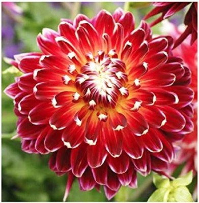 VibeX LX-47 - Akita Dahlia - (180 Seeds) Seed(180 per packet)