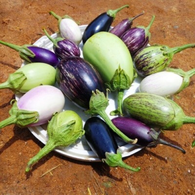 SREE black hybrid Brinjal,Begun, Seed(200 per packet)