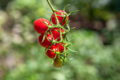 Aavik tomato Seed(30 per packet)