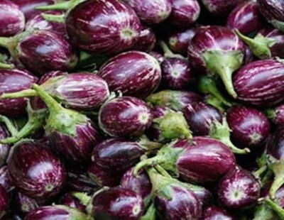 Avysa Brinjal/Eggplant Vegetable Seed(250 per packet)