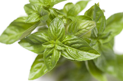 CYBEXIS VVI-55 - Genovese Basil - (4500 Seeds) Seed(4500 per packet)