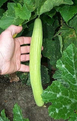 CYBEXIS KGF -37 - Kakri Long Melon - (1350 Seeds) Seed(1350 per packet)