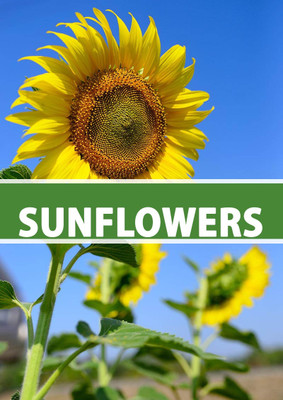 Sunway सूरजमुखी के बीज Sunflower Plant Surajmukhi Seed(30 per packet)