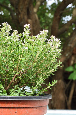 Qualtivate PUA-6A Thyme Herb Common Heirloom Seed(50 per packet)