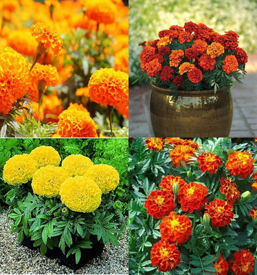 ibains Genda seeds hybrid pack of 55 Seed(15 per packet)
