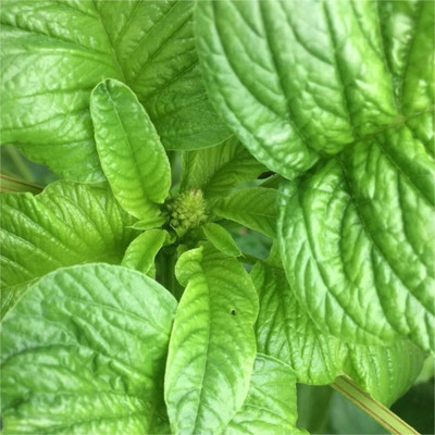 URRO Seeds Amaranthus Viridis Green Amaranth Big Leaf Seed(1000 per packet)