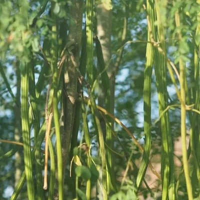 MAA Drumstick, Moringa Seed(22 per packet)