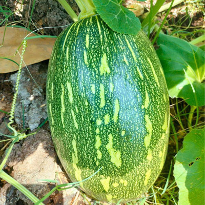 NurseryFriends Indian Hybrid Pumpkin Seeds / Kaddu Beej / Kumro Dana(32) Seed(32 per packet)