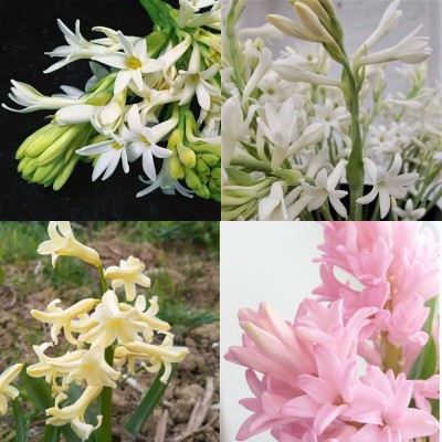 ibains Tuberose plant saplings beej 23 Seed(23 per packet)